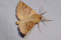 Crocallis elinguaria