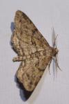 Peribatodes rhomboidaria