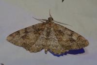 Alcis repandata