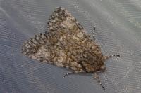 Acronicta megacephala