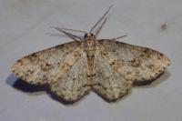 Ectropis crepuscularia