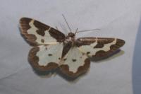 Lomaspilis marginata