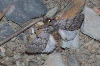 Thaumetopoea pityocampa