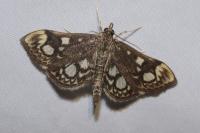 Anania coronata