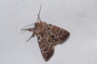 Lycophotia porphyrea
