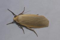 Collita griseola
