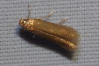 Tischeria