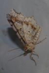 Macaria alternata