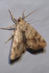 Cosmia trapezina