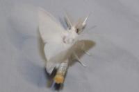 Sphrageidus similis