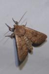 Hoplodrina octogenaria