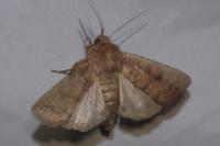 Hoplodrina octogenaria