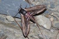 Sphinx ligustri
