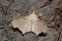 Ennomos erosaria