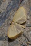 Cybosia mesomella