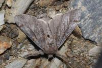 Gynaephora fascelina