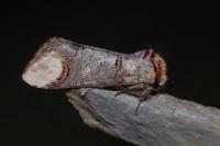 Phalera bucephala