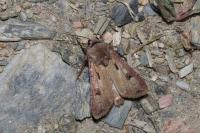 Agrotis exclamationis