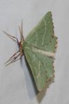 Thalera fimbrialis