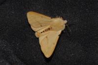 Spilarctia lutea