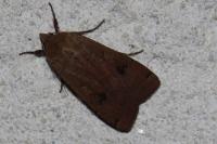 Noctua pronuba