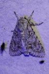 Acronicta aceris