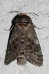 Cossus cossus