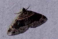 Xanthorhoe ferrugata