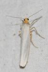 Eilema caniola