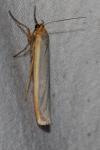 Manulea complana
