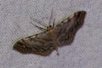 Idaea fuscovenosa