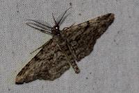 Peribatodes rhomboidaria