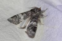 Drymonia querna
