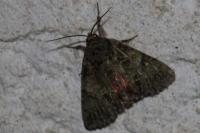 Polyphaenis sericata