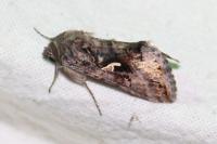 Autographa gamma