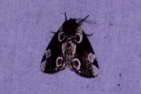 Thyatira batis