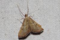Endotricha flammealis