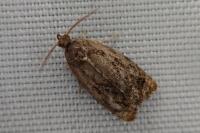 Ditula angustiorana