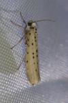 Yponomeuta sedella