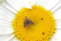 Anthophila fabriciana