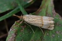 Chrysocrambus linetella
