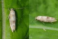 Mompha epilobiella