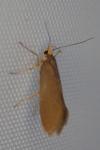 Crassa unitella