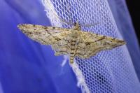 Peribatodes rhomboidaria