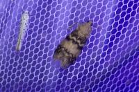 Euzophera pinguis