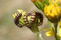Tyria jacobaeae