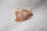 Carcina quercana