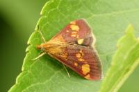 Pyrausta aurata