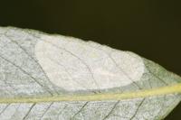 Phyllonorycter salictella