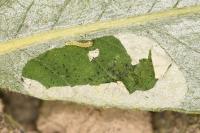 Phyllonorycter salictella